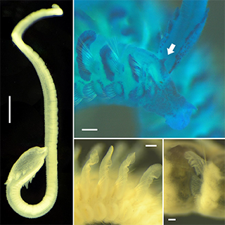 暗場(chǎng)成像