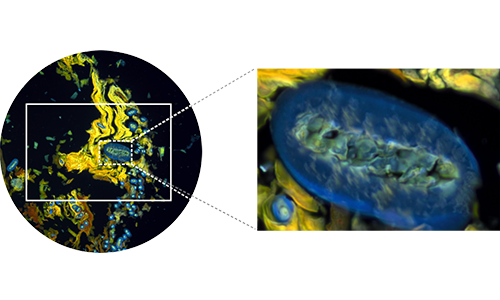 彩色明場 / 熒光成像