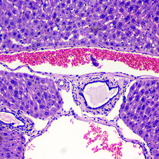生物顯微鏡 - 病理