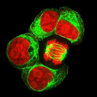 熒光細(xì)胞分裂