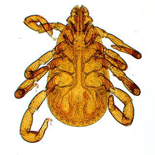 生物顯微鏡 - 蜱蟲