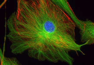 牛肺泡上皮細胞熒光成像-TrueChrome HDMI 相機